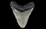 Bargain, Megalodon Tooth - North Carolina #67331-1